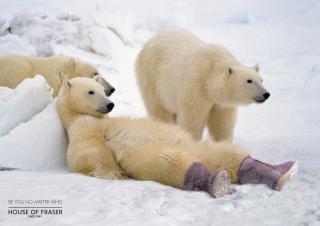 House Of Fraser: Polar Bear